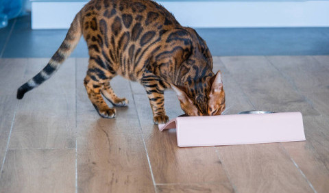 Чим вигідніше годувати кішку: звичайною їжею чи сухим кормом