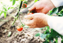 До якої дати потрібно встигнути висадити помідори в травні для величезного врожаю