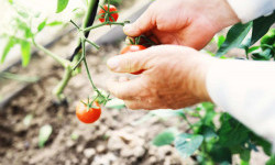 До якої дати потрібно встигнути висадити помідори в травні для величезного врожаю