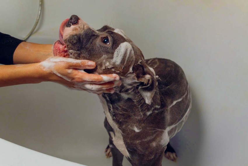 Догляд за шерстю собаки – особливі потреби для унікальних порід – 2