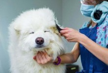 Догляд за шерстю собаки: Особливі потреби для унікальних порід