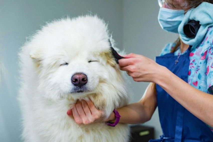 Догляд за шерстю собаки – особливі потреби для унікальних порід