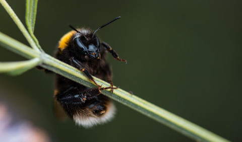 Джміль – завзятий трудівник наших лук