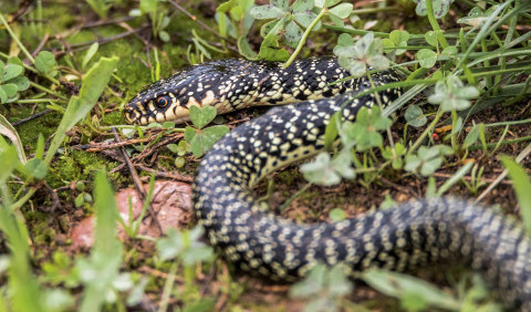 Гадюки України: отруйні, але недооцінені
