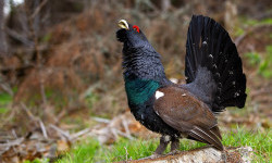 Глушець (глухар) – лісовий велетень з голосом весни