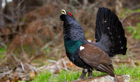 Глушець (глухар) – лісовий велетень з голосом весни