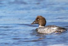 Гоголь – таємнича качка українських дуплистих лісів