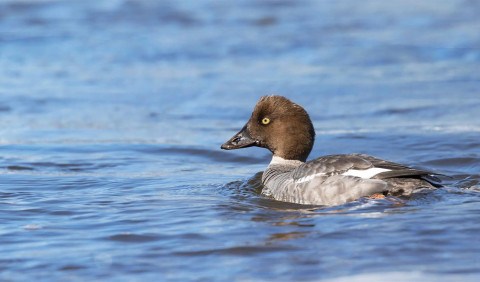 Гоголь – таємнича качка українських дуплистих лісів