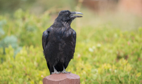 Грак – чорнокрилий мандрівник наших полів
