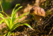 Які гриби можна збирати вже в середині червня