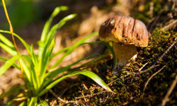 Які гриби можна збирати вже в середині червня