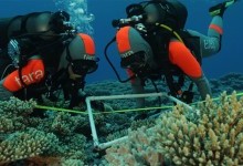 Прихований мікросвіт: Мільйони бактерій в коралових рифах відкривають приховане біорізноманіття Землі