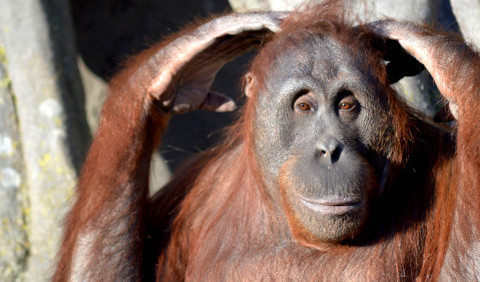 Орангутан – розумний лісовий велетень, який потребує захисту
