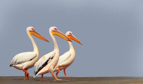 Пелікани – величні рибалки на крилах вітру