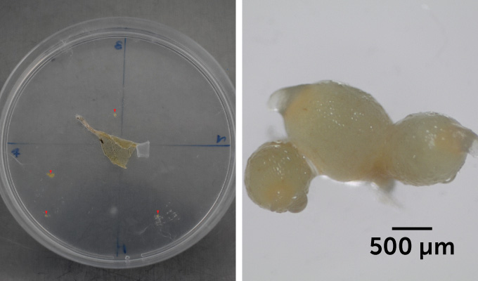 Під час лабораторних експериментів гриби Resinicium допомогли насінню чорної орхідеї Купера прорости розміром із цятку
