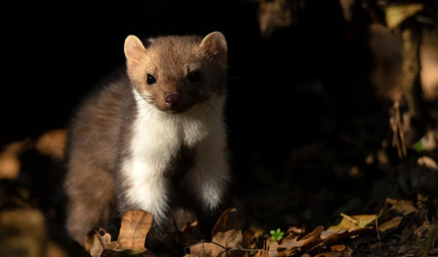 Степовий тхір – безстрашний мисливець українських просторів