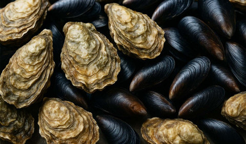 Устриці та мідії: мешканці чорноморських глибин