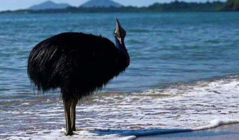 В Австралії помітили найнебезпечнішого птаха у світі – він виходив з океану