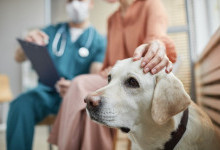  Ветеринарна клініка «RoniHealth»: сучасний догляд за домашніми улюбленцями