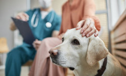  Ветеринарна клініка «RoniHealth»: сучасний догляд за домашніми улюбленцями