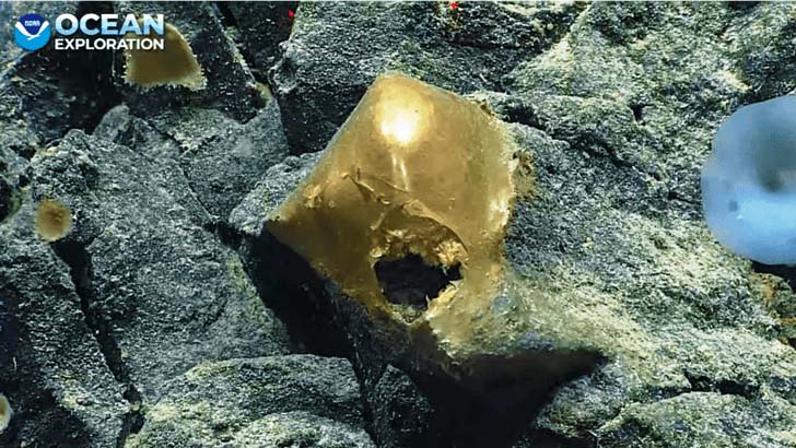 Золоте яйце – подивіться, що побачив підводний апарат на глибині 2 миль у Тихому океані