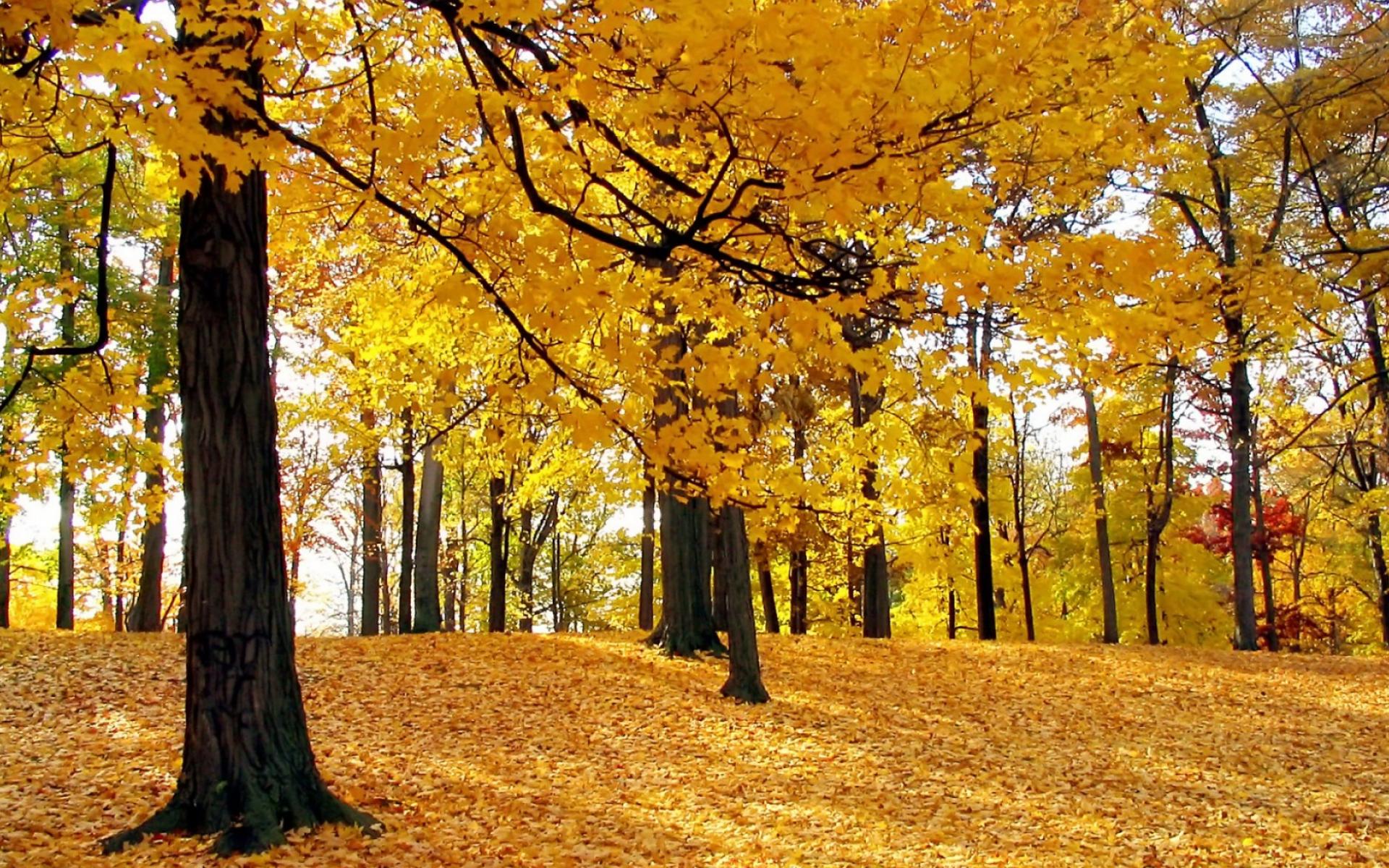 ᐈ Чому восени листя жовтіє? | Discover.in.ua