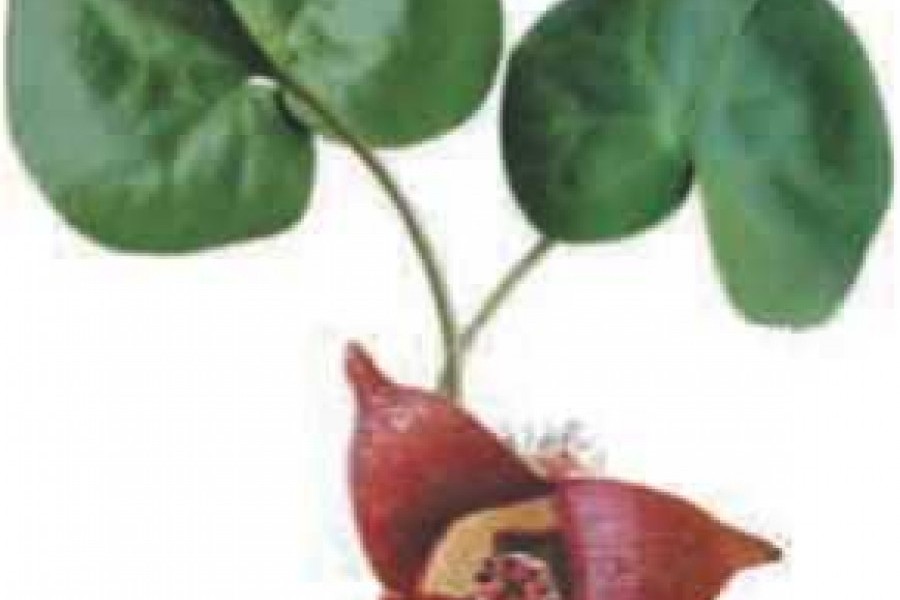 Реферат: Опис рослин Копитняк європейський Рожа лікарська алтея лікарська Фіалка запашна