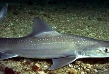 Акула європейська куницева, або звичайна акула-собака (Mustelus musteluss)