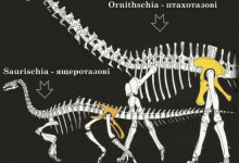 Два основні типи динозаврів – ящеротазові та птахотазові