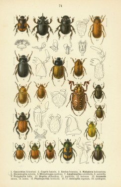 Жуки пластинчатовусі – родина комах (Scarabaeidae)