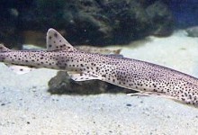 Акули котячі – родина акул (Scyliorhinidae)