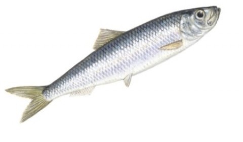 Оселедцеві – родина риб (Clupeidae)