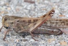 Саранові – надродина комах (Acridoidea)
