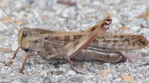Азіатська сарана (Locusta migratoria)