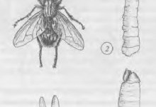Мухи – родина комах (Muscidae)