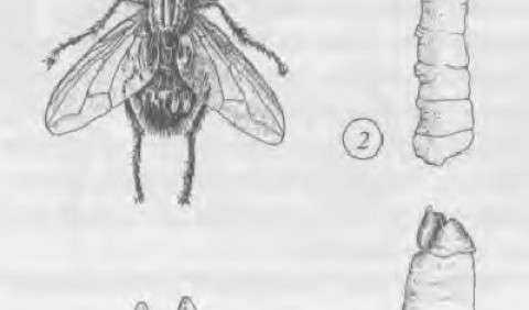 Мухи – родина комах (Muscidae)