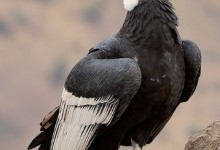 Кондор (Vultur gryphus)