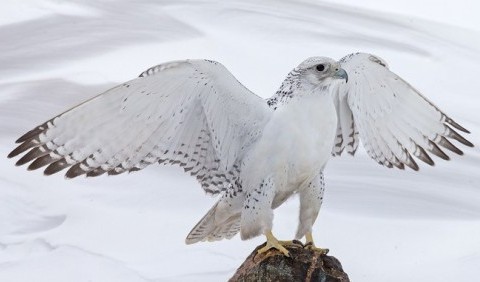 Кречет (Falco rusticolus)