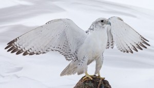 Кречет (Falco rusticolus)