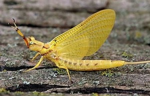 Одноденки – ряд комах (Ephemeroptera)