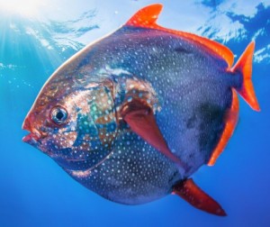 Опах звичайний, або сонячна риба (Lampris guttatus)