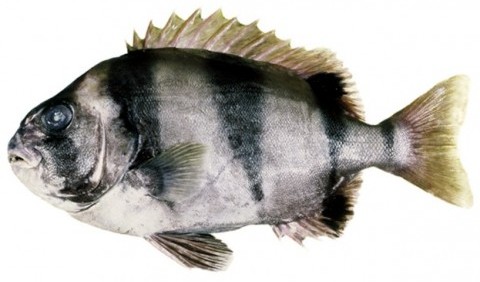 Оплегнатові, або ножезубові – родина риб (Oplegnathidae)
