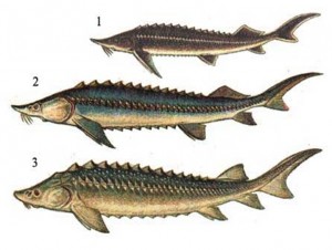 Осетрові – родина риб (Acipenseridae)