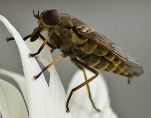 Оводи підшкірні – родина комах (Hypodermatidae)