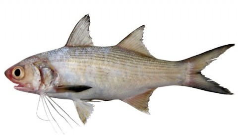 Пальцепері – родина риб (Polynemidae)