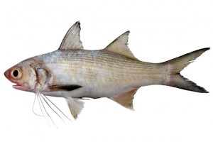 Пальцепері – родина риб (Polynemidae)