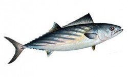 Пеламіда атлантична (Sarda sarda)