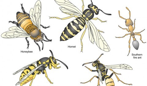 Перетинчастокрилі – ряд комах (Hymenoptera)