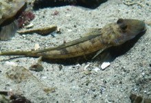 Піскаркові – родина риб (Callionymidae)