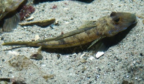 Піскаркові – родина риб (Callionymidae)